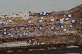 Attēlu rezultāti vaicājumam “Hypoxylon fuscum”