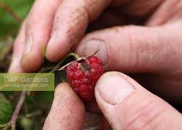Attēlu rezultāti vaicājumam “Byturus tomentosus”