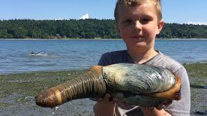 Image result for geoduck