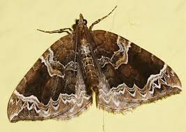 Attēlu rezultāti vaicājumam “Eulithis prunata”