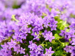 Image result for Glockenblumen