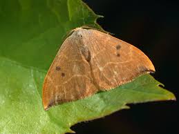 Attēlu rezultāti vaicājumam “Watsonalla binaria”