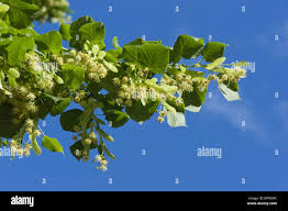 Attēlu rezultāti vaicājumam “Tilia platyphyllos subsp. cordifolia flower”