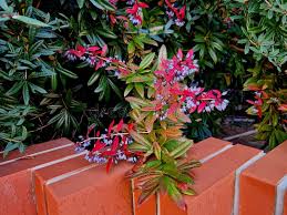 Attēlu rezultāti vaicājumam “Berberidaceae”