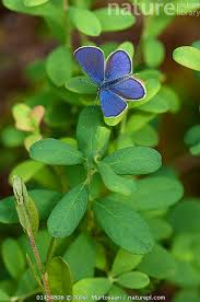 Attēlu rezultāti vaicājumam “Vacciniina optilete”