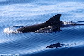 Image result for Globicephala melas