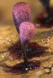 Attēlu rezultāti vaicājumam “Colloderma oculatum”