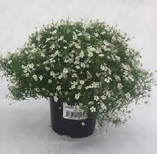Attēlu rezultāti vaicājumam “Gypsophila muralis”