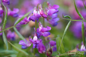 Attēlu rezultāti vaicājumam “Lathyrus vernus”