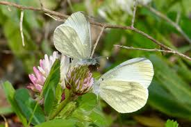 Attēlu rezultāti vaicājumam “Leptidea sinapis underside”