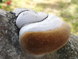 Attēlu rezultāti vaicājumam “Phellinus alni”