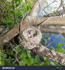 Attēlu rezultāti vaicājumam “Fringilla coelebs nest”