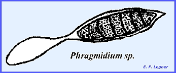 Attēlu rezultāti vaicājumam “Phragmidium sp.”