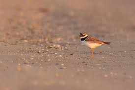 Attēlu rezultāti vaicājumam “Charadrius hiaticula”