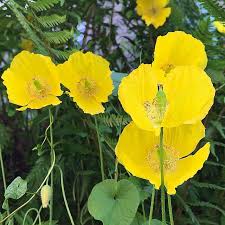 Image result for Scheinmohn