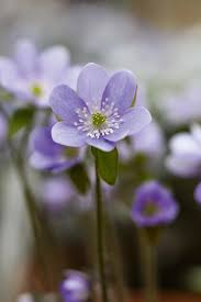 Attēlu rezultāti vaicājumam “Hepatica nobilis bud”