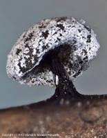 Attēlu rezultāti vaicājumam “Didymium clavus”