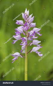 Attēlu rezultāti vaicājumam “Orchis militaris leaf”