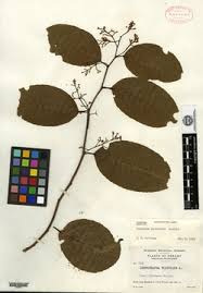 Attēlu rezultāti vaicājumam “Celastrus flagellaris”