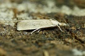 Attēlu rezultāti vaicājumam “Calamotropha paludella”