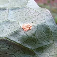 Attēlu rezultāti vaicājumam “Puccinia sessilis”