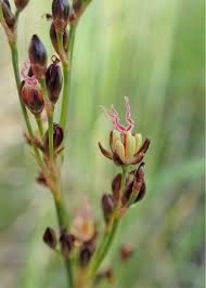Attēlu rezultāti vaicājumam “Juncus gerardii bud”
