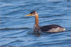 Image result for Podiceps grisegena