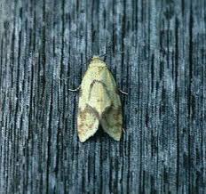 Attēlu rezultāti vaicājumam “Agapeta hamana”