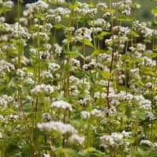 Attēlu rezultāti vaicājumam “Fagopyrum esculentum”