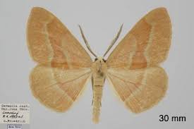 Attēlu rezultāti vaicājumam “Hylaea fasciaria”