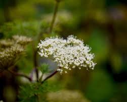 Attēlu rezultāti vaicājumam “Cenolophium denudatum leaf”