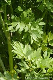 Image result for Liebstöckel