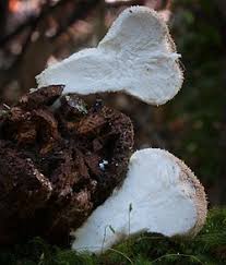 Attēlu rezultāti vaicājumam “Lycoperdon perlatum”