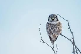 Image result for Surnia ulula