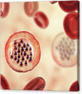 Attēlu rezultāti vaicājumam “Diderma radiatum plasmodium”