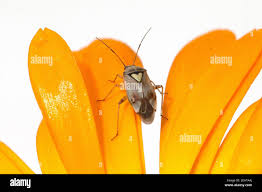 Attēlu rezultāti vaicājumam “Lygus pratensis imago”