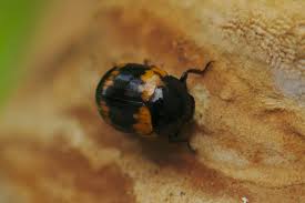 Attēlu rezultāti vaicājumam “Diaperis boleti”