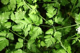 Attēlu rezultāti vaicājumam “Chaerophyllum aromaticum”