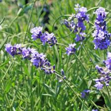 Attēlu rezultāti vaicājumam “Lavandula angustifolia leaf”