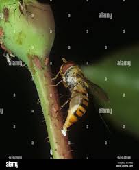 Attēlu rezultāti vaicājumam “Episyrphus balteatus”