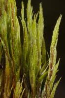 Attēlu rezultāti vaicājumam “Dicranum undulatum”