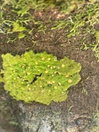 Attēlu rezultāti vaicājumam “Coenogonium pineti”