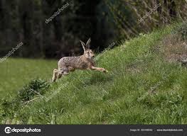 Attēlu rezultāti vaicājumam “Lepus europaeus adult”