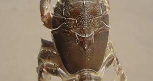 Attēlu rezultāti vaicājumam “Blepharostoma trichophyllum sporophyte”