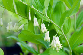 Attēlu rezultāti vaicājumam “Polygonatum odoratum flower”