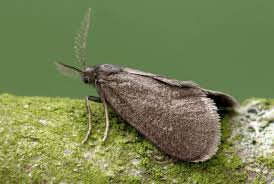 Attēlu rezultāti vaicājumam “Psyche casta”