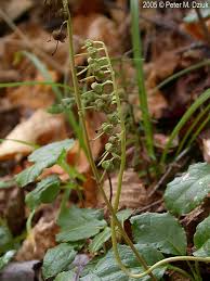 Attēlu rezultāti vaicājumam “Orthilia secunda fruit”