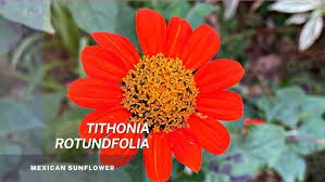 Image result for Tithonia rotundifolia