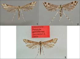 Attēlu rezultāti vaicājumam “Platyptilia gonodactyla imago”