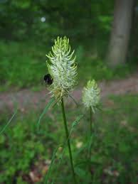 Attēlu rezultāti vaicājumam “Phyteuma spicatum leaf”